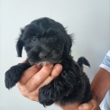 Bichon Havanais disponible dans le Doubs