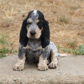 Chiot Basset Bleu de Gascogne de race  en région Pays de la Loire.