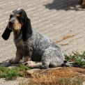 Chiot Basset Bleu de Gascogne de race  en région Pays de la Loire.