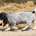 Chien Basset Bleu de Gascogne proposée par l’élevage des vallées longeronnaises.