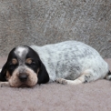 Chiot Basset Bleu de Gascogne de race  en région Pays de la Loire.