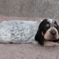 Chien Basset Bleu de Gascogne proposé par l’élevage des vallées longeronnaises.