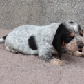 Chiot Basset Bleu de Gascogne de race – prix 750 €.