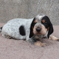 Chiot Basset Bleu de Gascogne de race – prix 750 €.