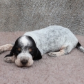Basset Bleu de Gascogne disponible dans le Maine-et-Loire