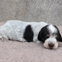 Chiot Basset Bleu de Gascogne de race – prix 750 €.