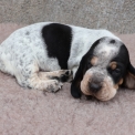 Chiot Basset Bleu de Gascogne de race  en région Pays de la Loire.