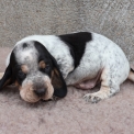 Basset Bleu de Gascogne disponible dans le Maine-et-Loire