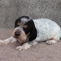 Basset Bleu de Gascogne disponible dans le Maine-et-Loire