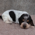 Chien Basset Bleu de Gascogne proposé par l’élevage des vallées longeronnaises.