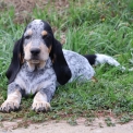 Chiot Basset Bleu de Gascogne de race – prix 850 €.