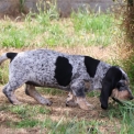 Chiot Basset Bleu de Gascogne de race – prix 850 €.