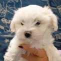 Chiot Bichon Maltais sans pedigree – prix 1200 €.