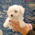 Chien Bichon Maltais proposé par l’élevage la ferme des Carons.
