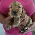 Cocker Anglais Spaniel disponible dans le Doubs