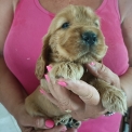 Cocker Anglais Spaniel disponible dans le Doubs
