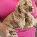 Cette petite femelle Cocker Anglais Spaniel propose  l'achat est ne le 27/05/2025.
