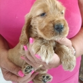 Cette petite femelle Cocker Anglais Spaniel propose  l'achat est ne le 27/05/2025.