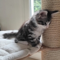 Chat Norvégien disponible dans le Gard