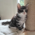 Chat Norvégien disponible dans le Gard