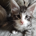 Chaton Chat Norvégien de race – prix 1100 €.
