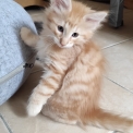 Chaton Chat Norvégien de race – prix 1100 €.