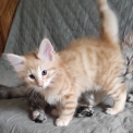 Chat Chat Norvégien proposé par l’élevage Chatterie des Chatsvenols.