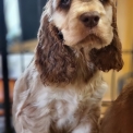 Chiot Cocker Anglais Spaniel  vendre au prix de 1500  vaccin et identifi.