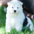 Chiot Laika de Yakoutie de race – prix 1650 €.