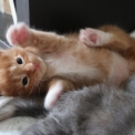 Maine Coon disponible dans l'Aude