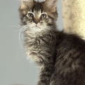 Maine Coon disponible en Haute-Garonne