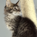Chat Maine Coon proposée par l’élevage Chatterie de la croix Lorraine.