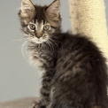 Chaton Maine Coon de race  en région Occitanie.