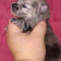 Chiot Spitz Allemand Nain sans pedigree  en région Hauts-de-France.