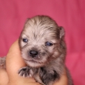 Chiot Spitz Allemand Nain sans pedigree – prix 1560 €.