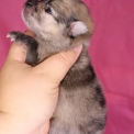 Spitz Allemand Nain disponible dans le Pas-de-Calais