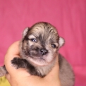Chiot Spitz Allemand Nain sans pedigree – prix 1360 €.