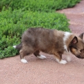 Chien Colley Shetland proposé par l’élevage Domaine des terres lorginoise.
