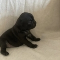Chiot Carlin de race LOF avec pedigree  adopter.