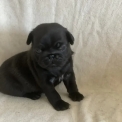 Chiot Carlin de race LOF avec pedigree  adopter.