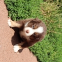 Chien Berger américain miniature proposée par l’élevage Domaine des terres lorginoise.