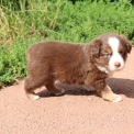 Berger américain miniature disponible dans le Pas-de-Calais