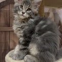 Chat Maine Coon proposée par l’élevage Chatterie du Mont d'angelys.
