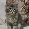 Chaton Maine Coon de race  en région Centre-Val de Loire.
