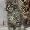 Maine Coon disponible en Eure-et-Loir