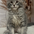 Chaton Maine Coon de race – prix 1750 €.