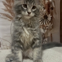 Chat Maine Coon proposée par l’élevage Chatterie du Mont d'angelys.