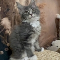 Chaton Maine Coon de race – prix 1650 €.