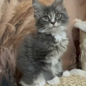 Chaton Maine Coon de race – prix 1650 €.