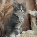 Chat Maine Coon proposée par l’élevage Chatterie du Mont d'angelys.